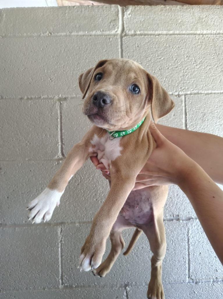 Enlarge Gravy, a Adoptable Pit Bull Terrier in Murray, KY image 1/1