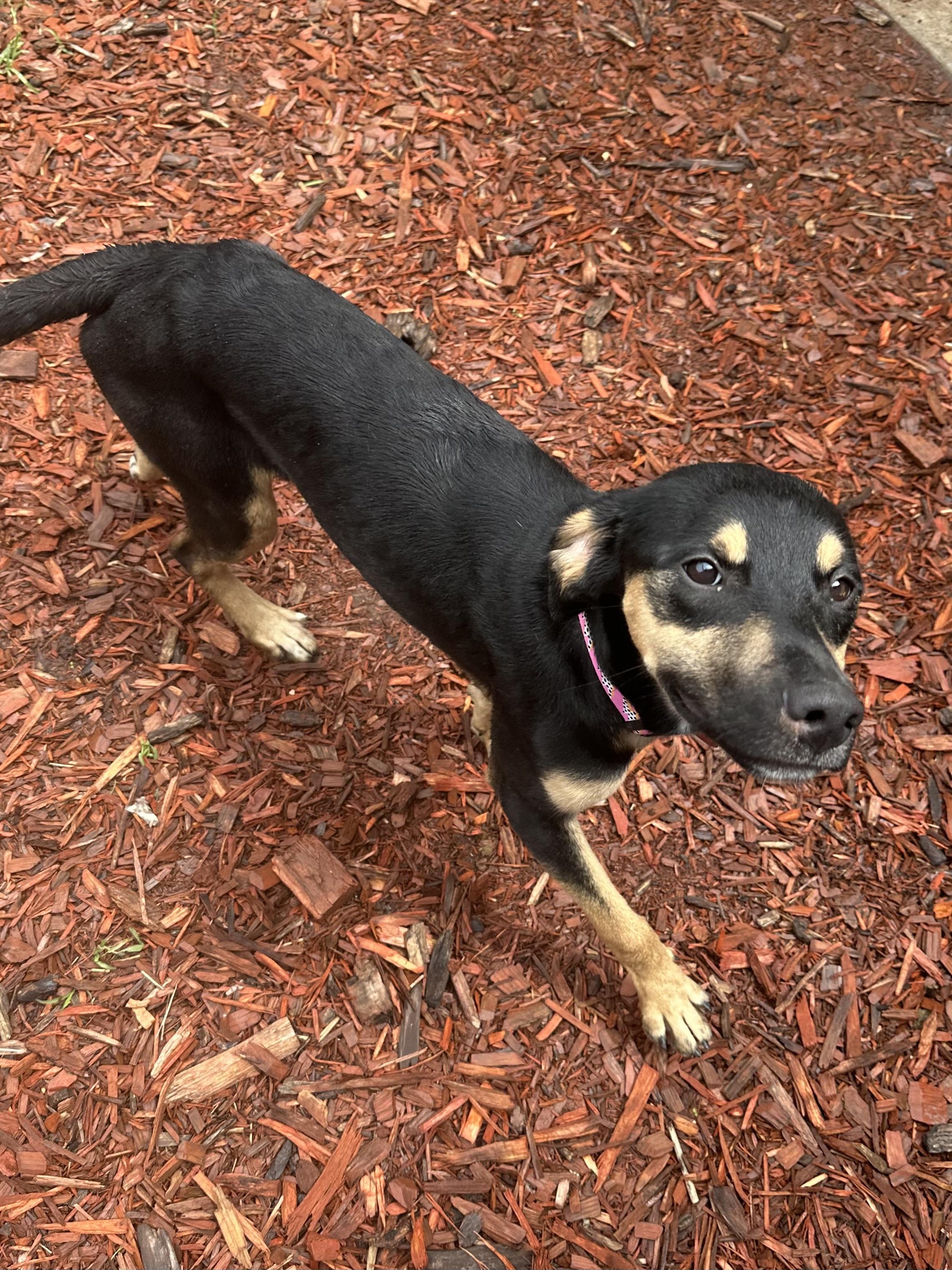 Sundari, an adoptable Mixed Breed in Brookings, SD, 57006 | Photo Image 4
