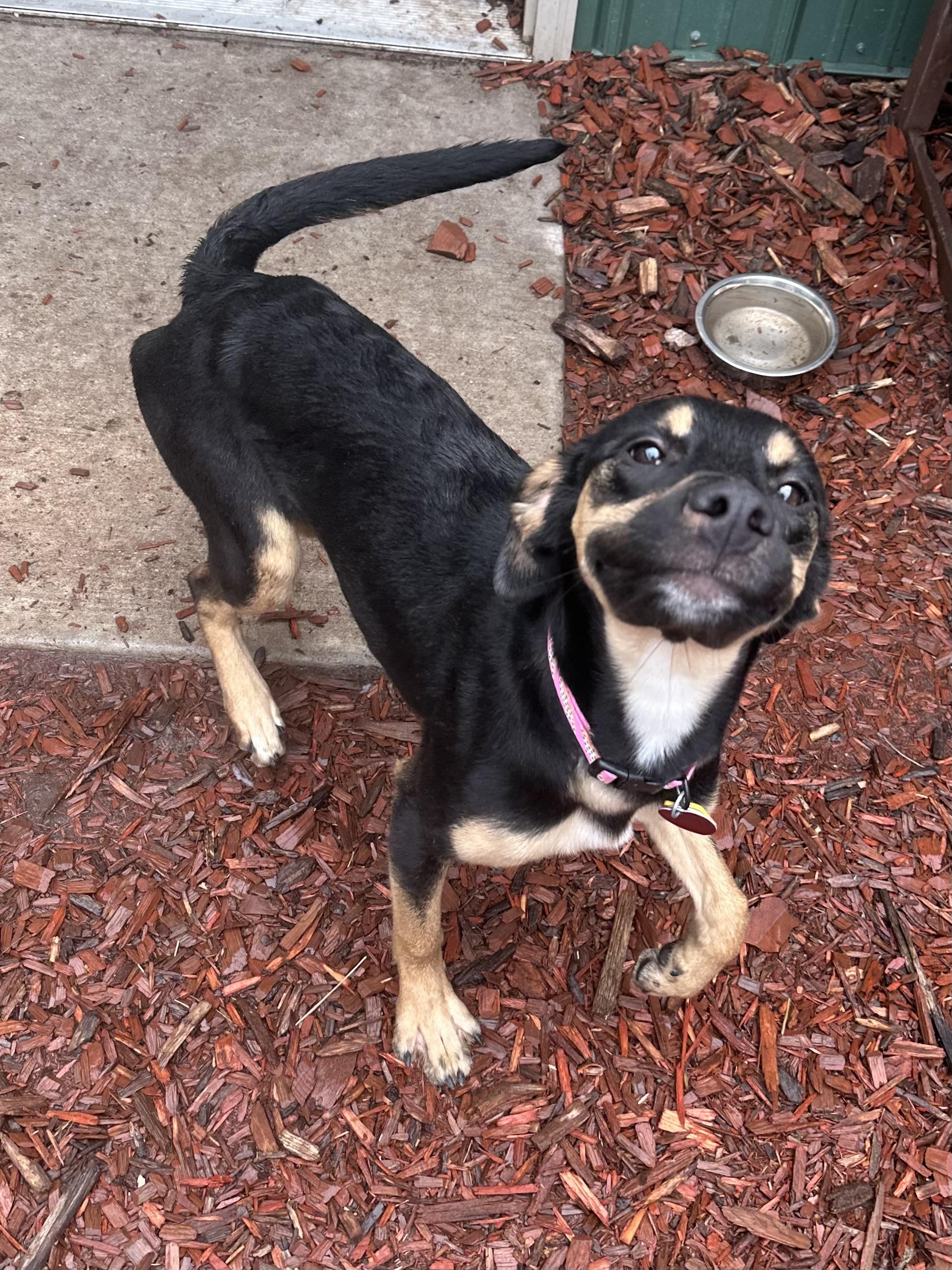 Sundari, an adoptable Mixed Breed in Brookings, SD, 57006 | Photo Image 3