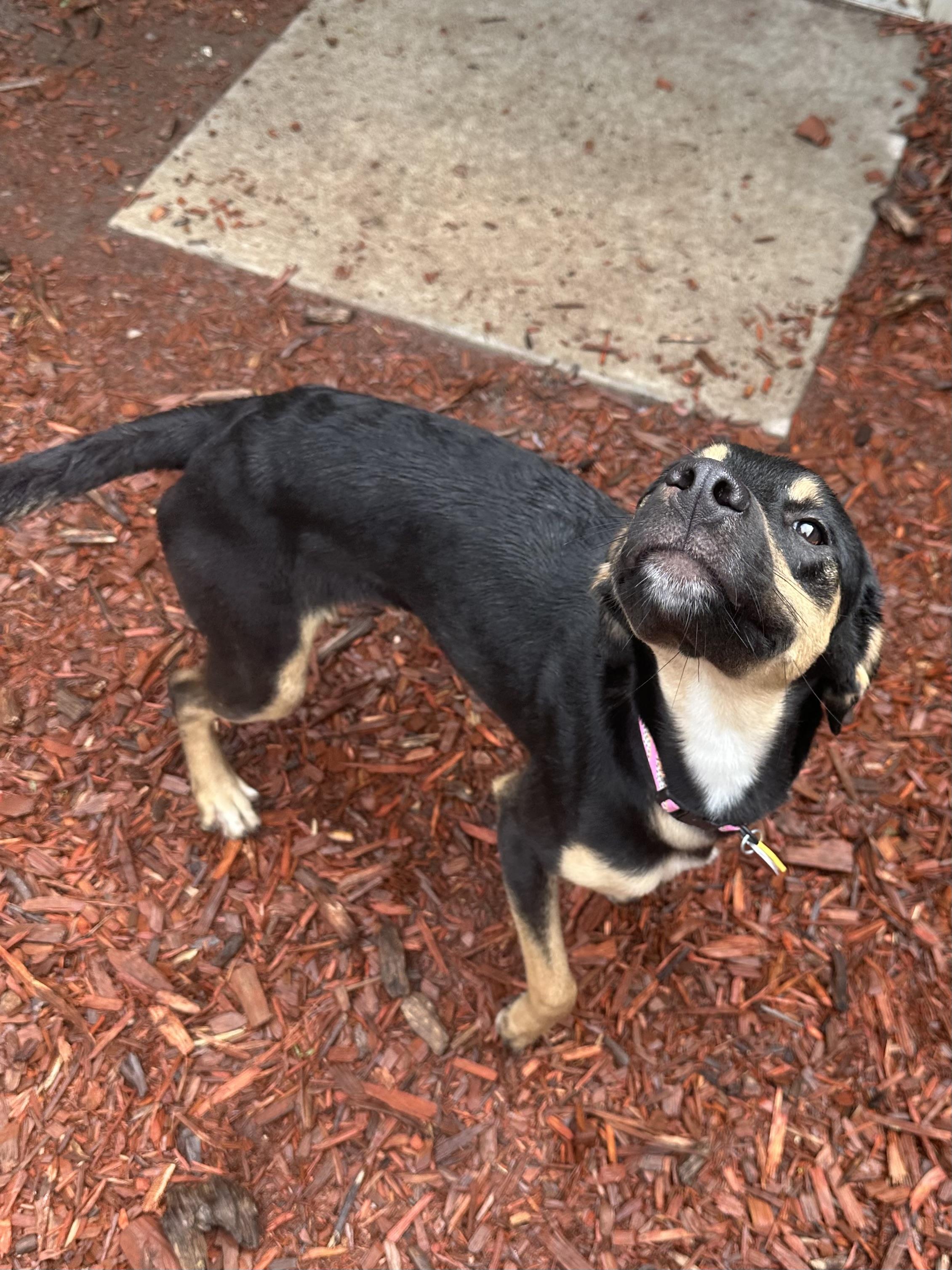 Sundari, an adoptable Mixed Breed in Brookings, SD, 57006 | Photo Image 2