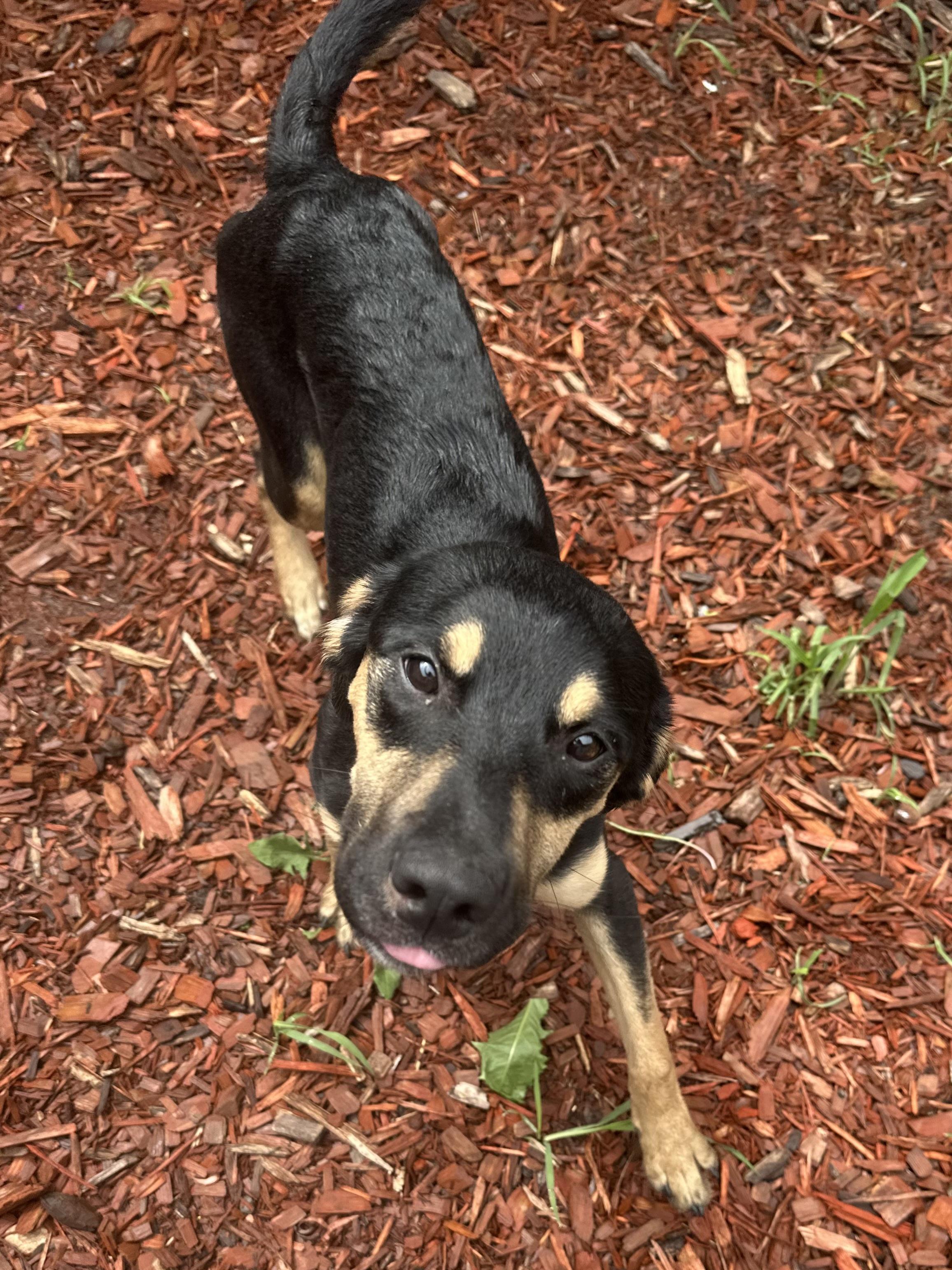 Sundari, an adoptable Mixed Breed in Brookings, SD, 57006 | Photo Image 1