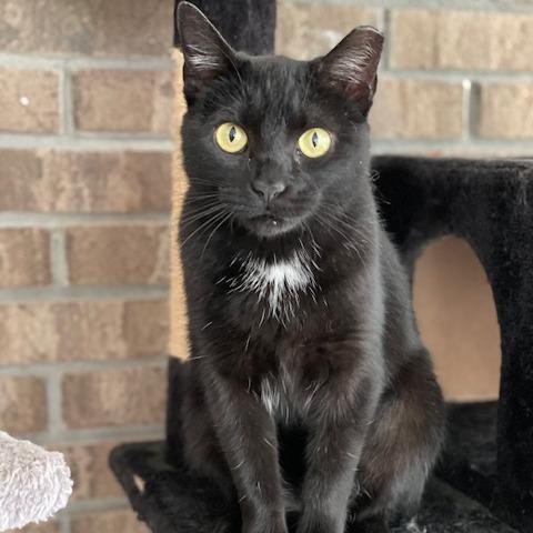 Nox, Adoptable, Adult Female Domestic Short Hair.