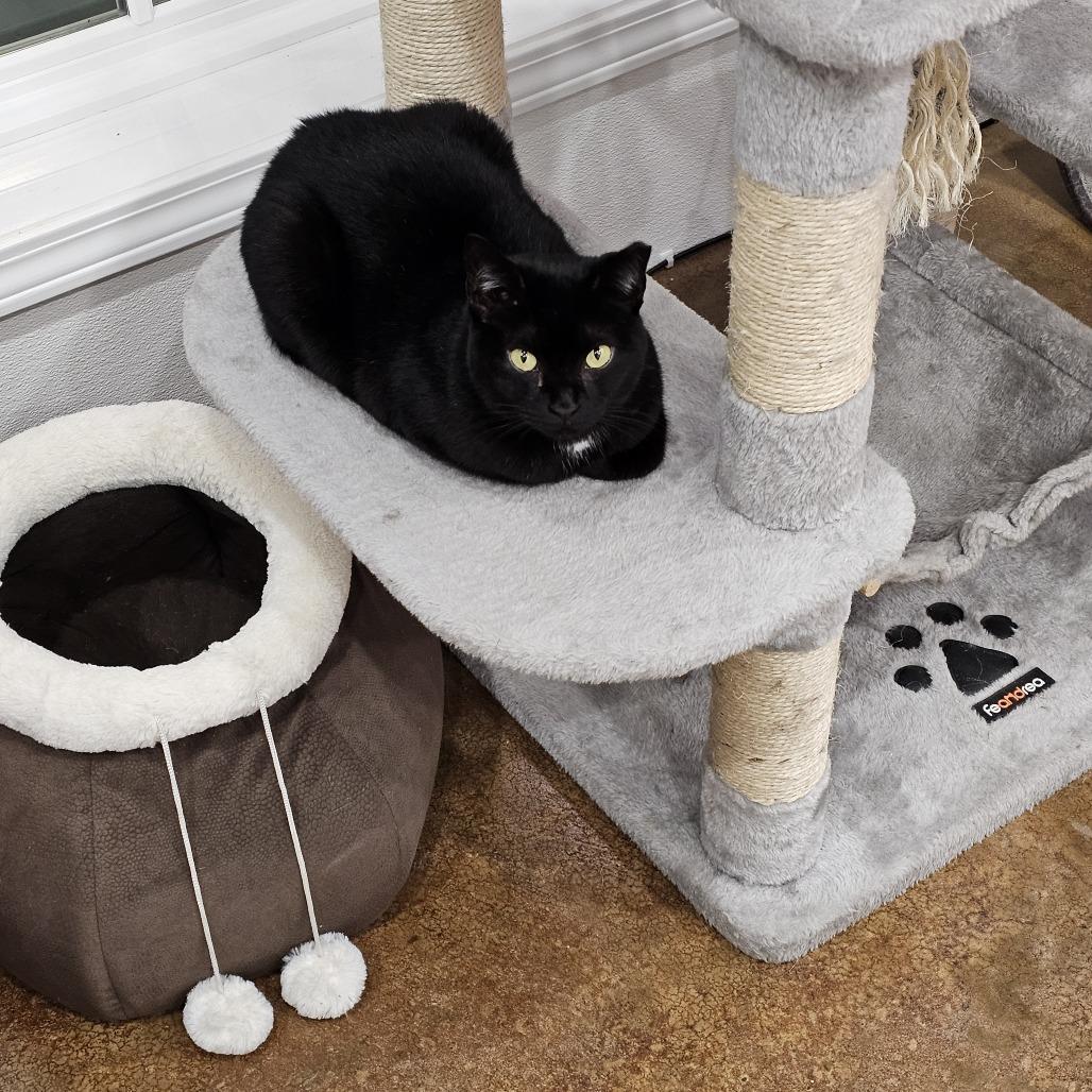 Nox, a Adoptable Domestic Short Hair in Tuscaloosa, AL image 2/2