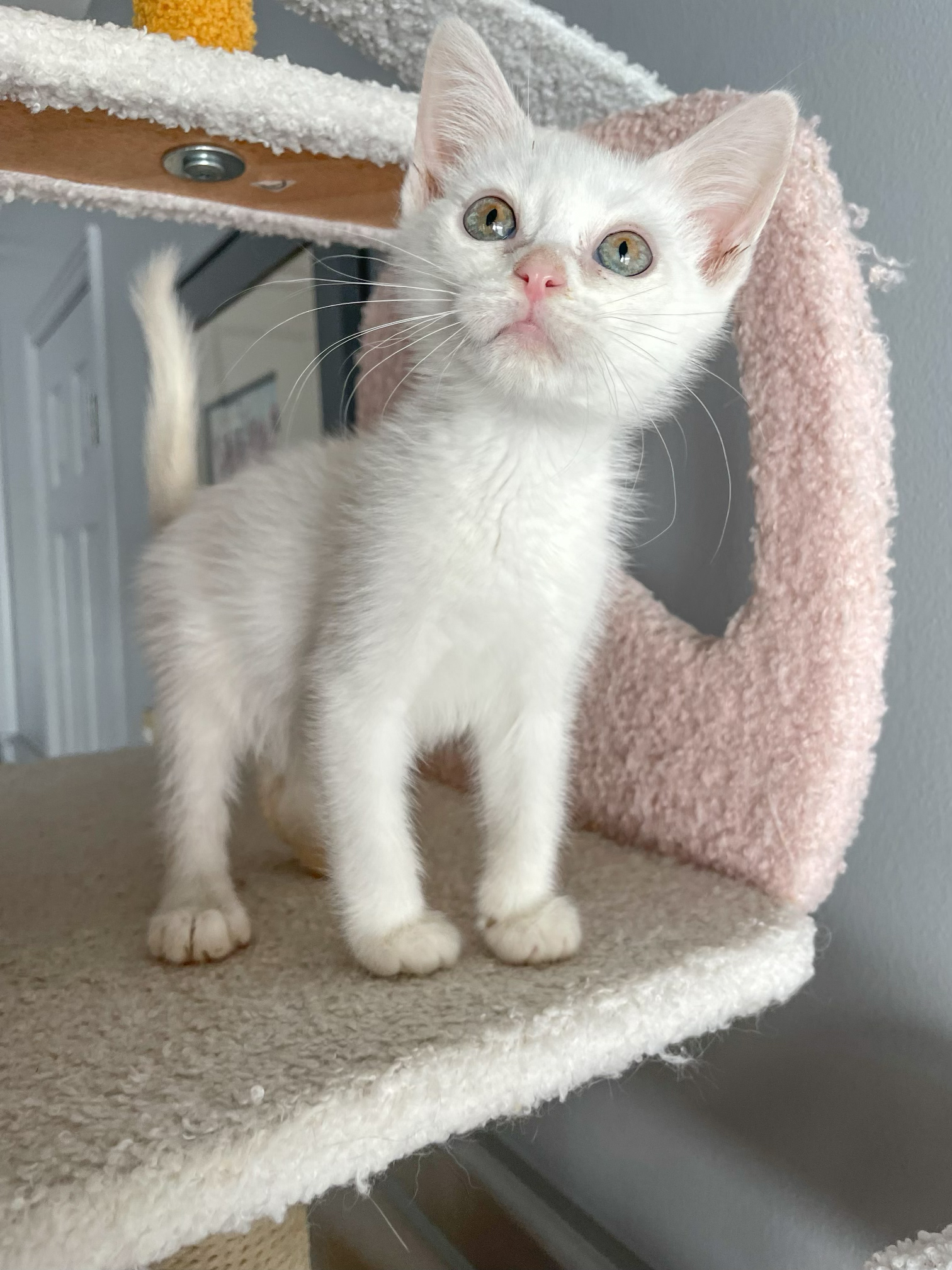 Enlarge Luke!  (Adoptable paired with twin sister, Leia), a Adopted Domestic Short Hair in Studio City, CA image 2/4