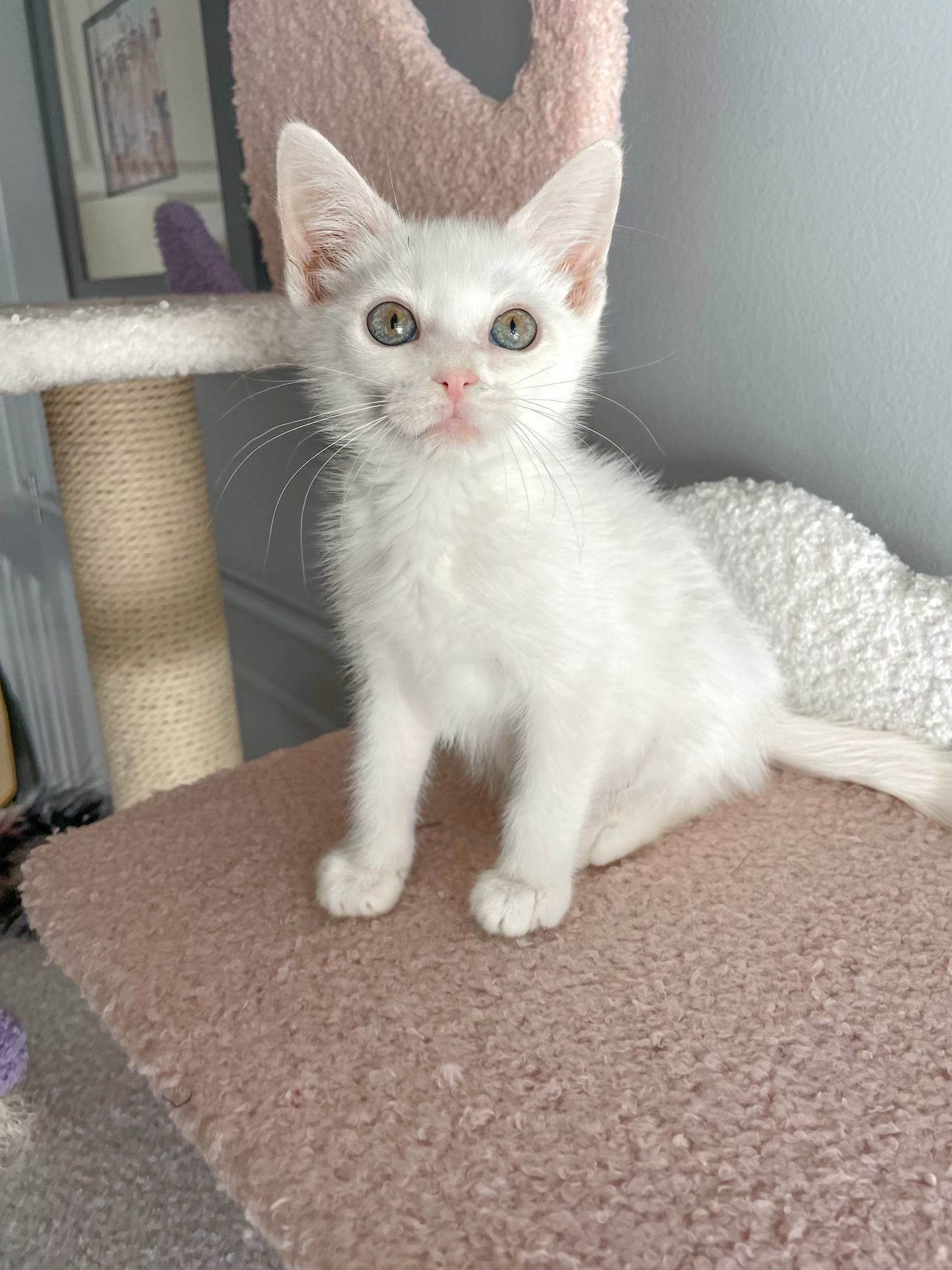 Enlarge Luke!  (Adoptable paired with twin sister, Leia), a Adopted Domestic Short Hair in Studio City, CA image 4/4