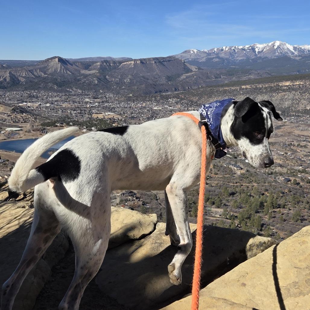 Willow, Adoptable, Adult Female Pointer & Mixed Breed.