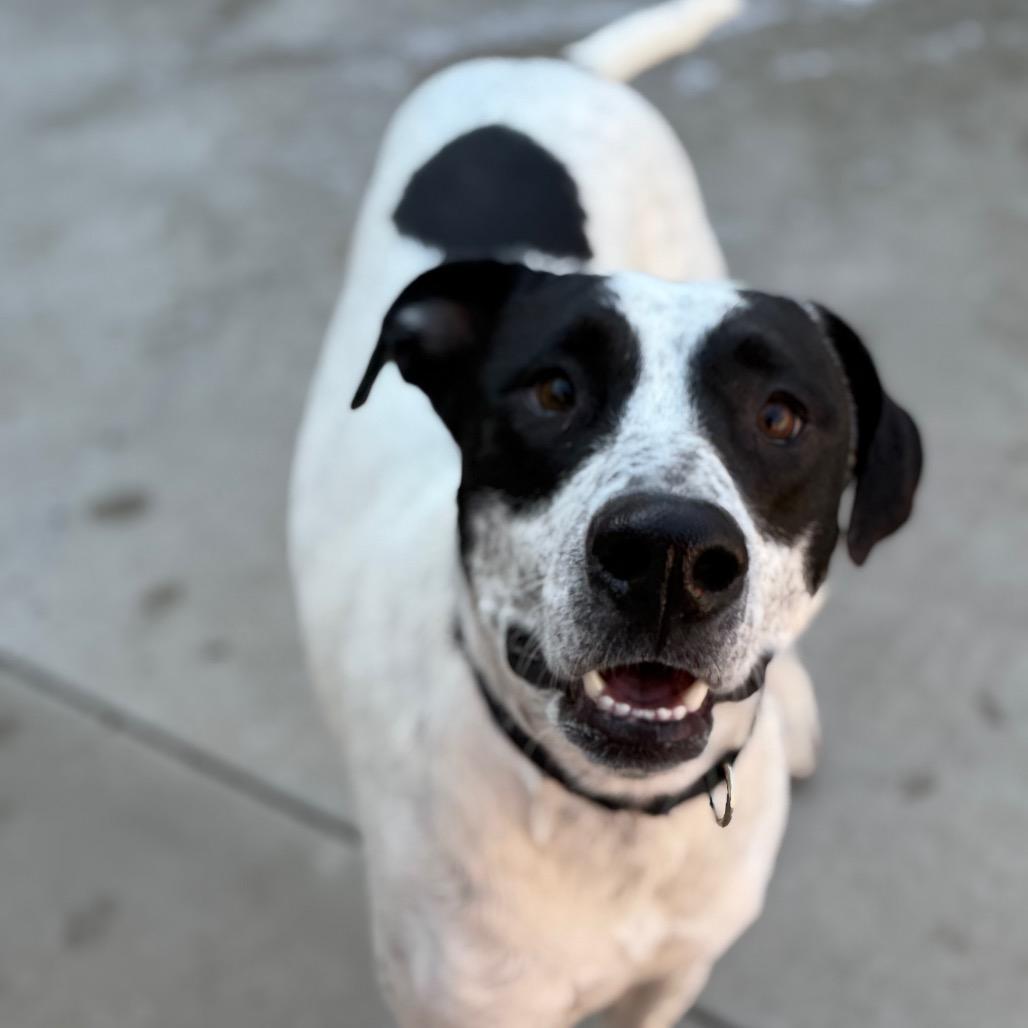 Enlarge Willow, a Adoptable mixed breed in Durango, CO image 1/1