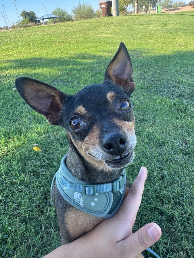 Enlarge Biggy Rue, a Adoptable Chihuahua in Tonopah, AZ image 1/4