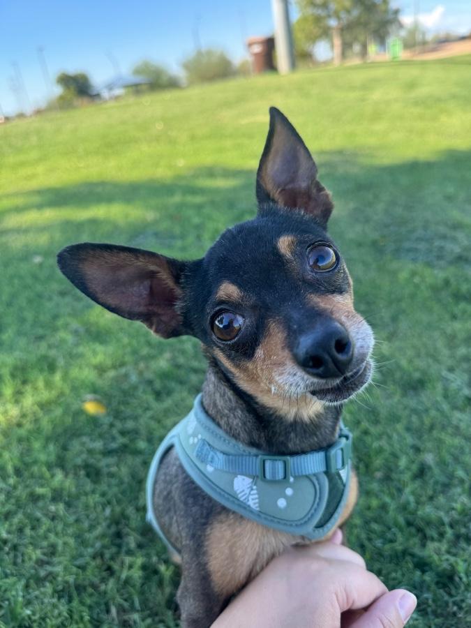 Enlarge Biggy Rue, a Adoptable Chihuahua in Tonopah, AZ image 2/4