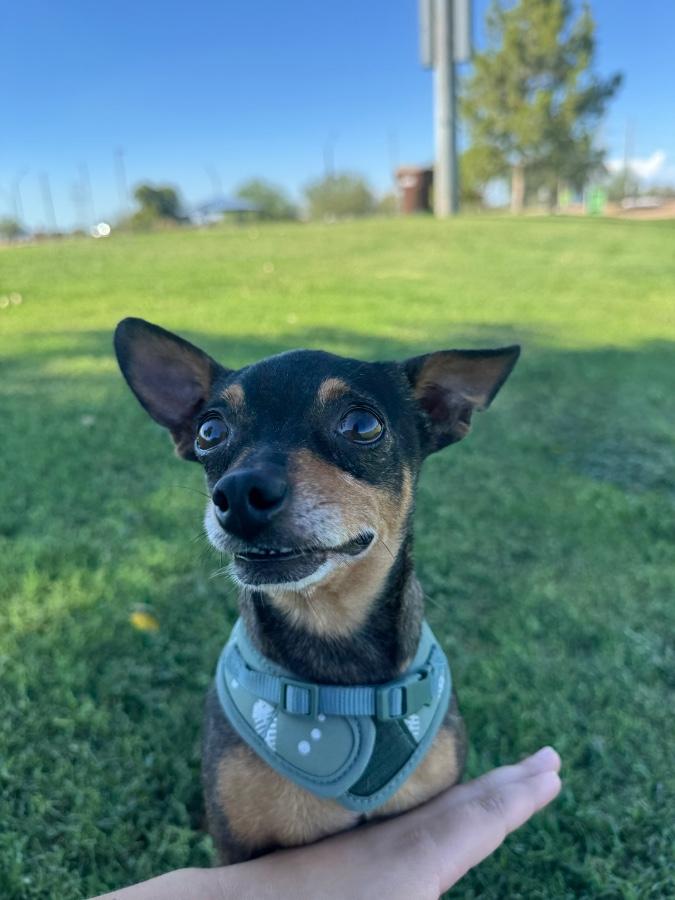 Enlarge Biggy Rue, a Adoptable Chihuahua in Tonopah, AZ image 3/4