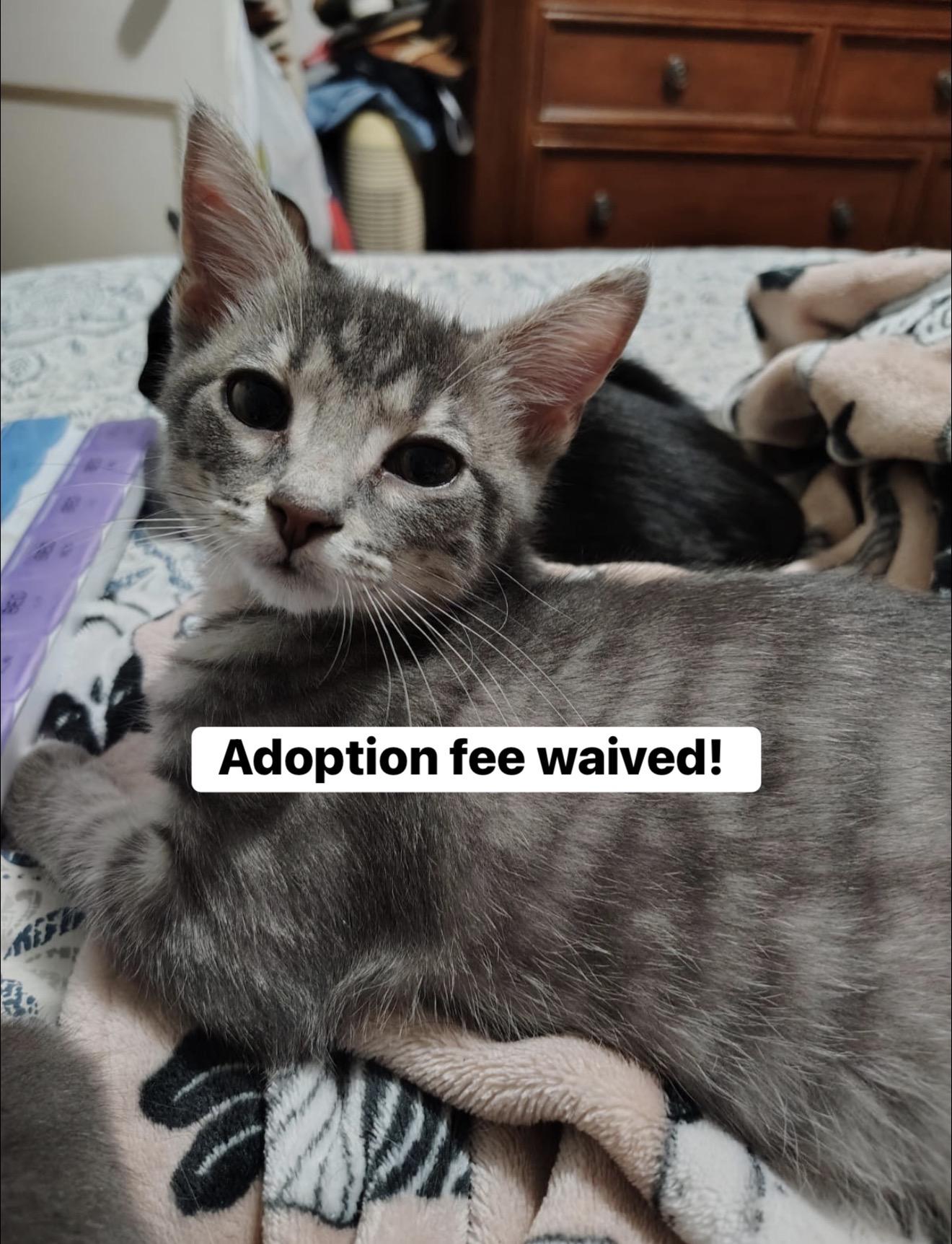 Brock, Adoptable, Young Male Domestic Short Hair.