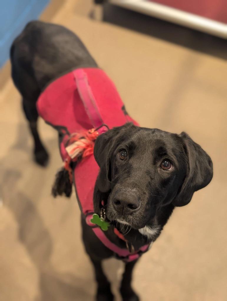 Enlarge Liv, a Adoptable mixed breed in North Syracuse, NY image 1/6