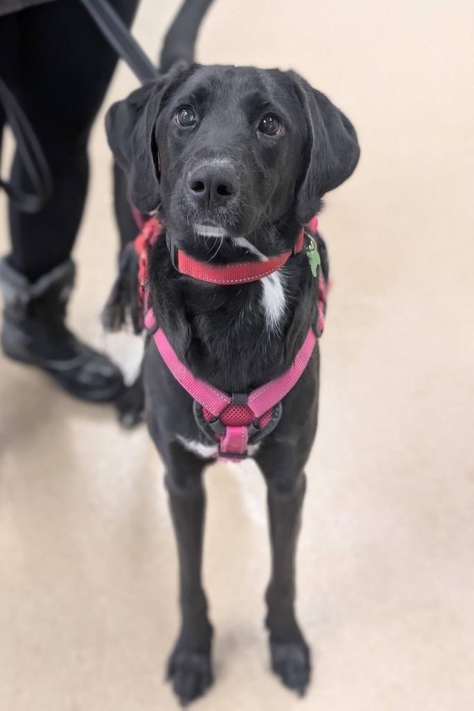 Enlarge Liv, a Adoptable mixed breed in North Syracuse, NY image 2/6