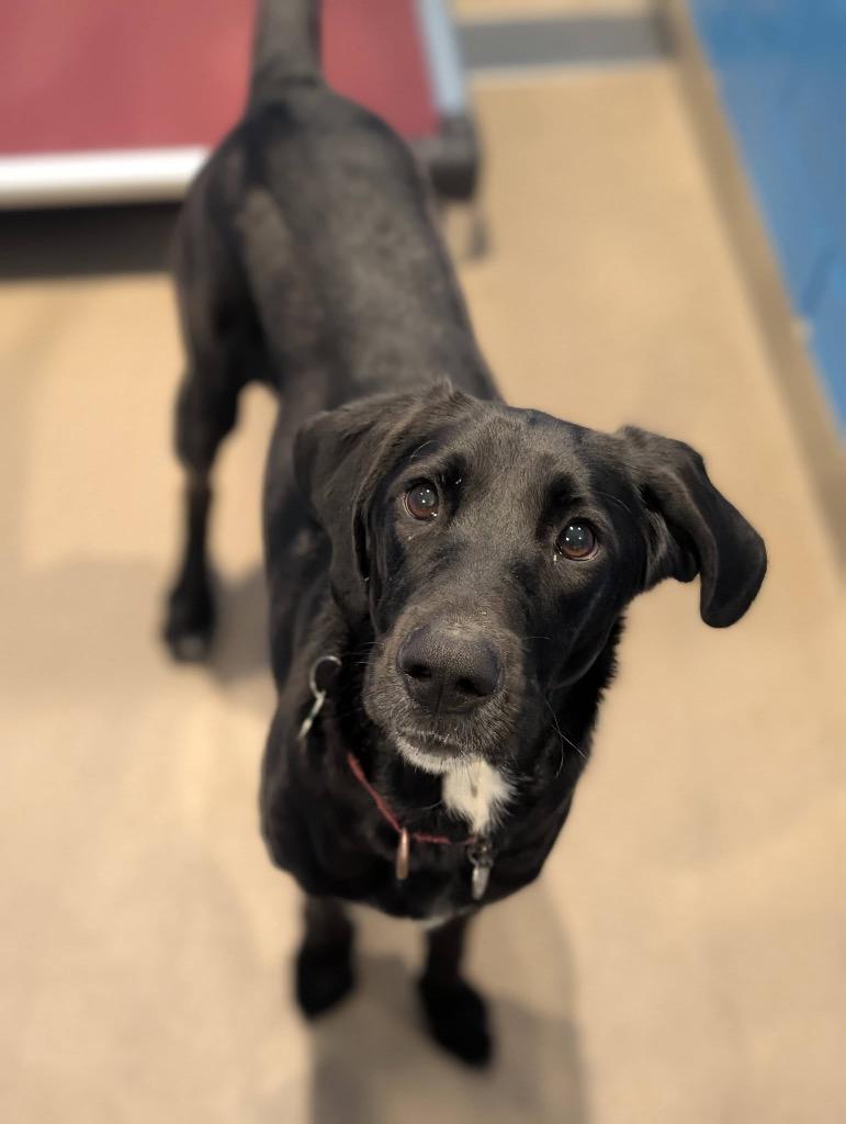 Enlarge Liv, a Adoptable mixed breed in North Syracuse, NY image 3/6