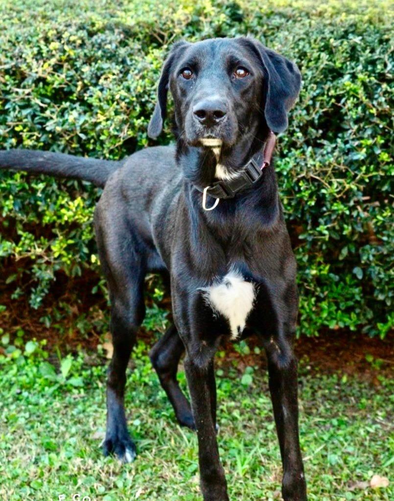 Enlarge Liv, a Adoptable mixed breed in North Syracuse, NY image 4/6