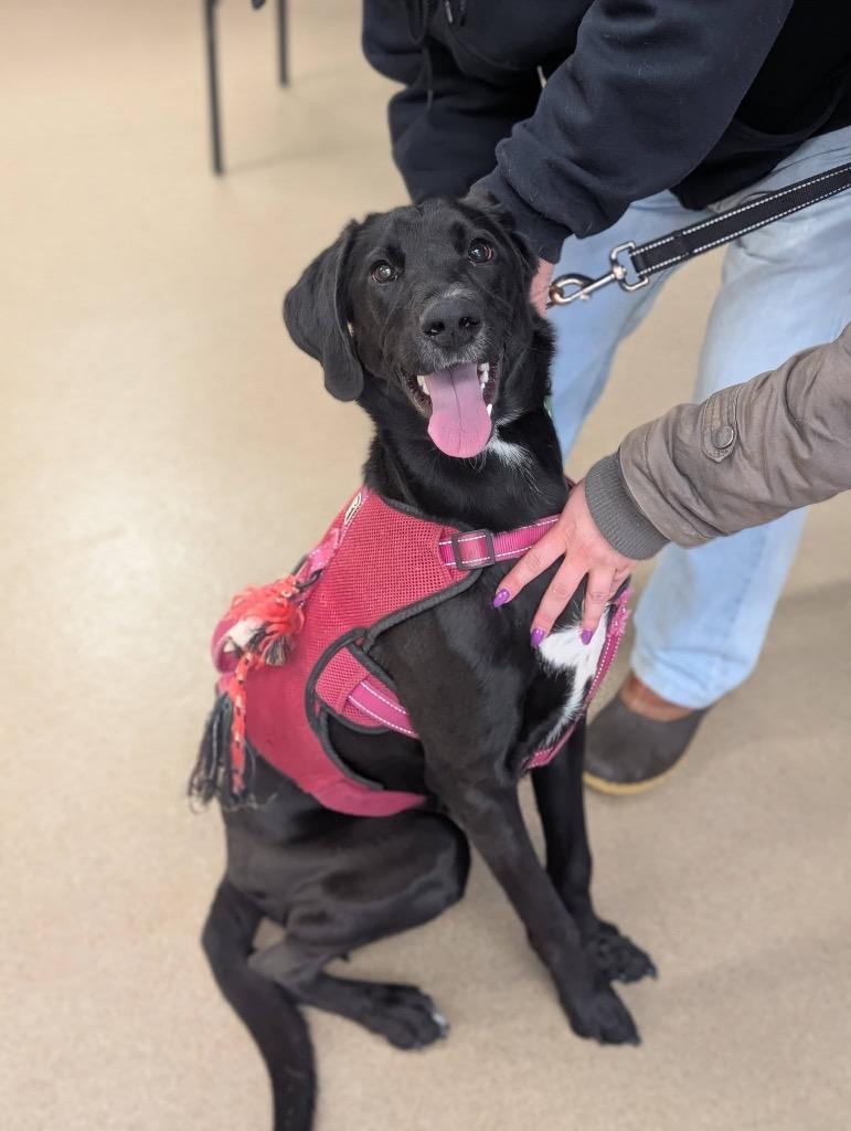 Enlarge Liv, a Adoptable mixed breed in North Syracuse, NY image 5/6