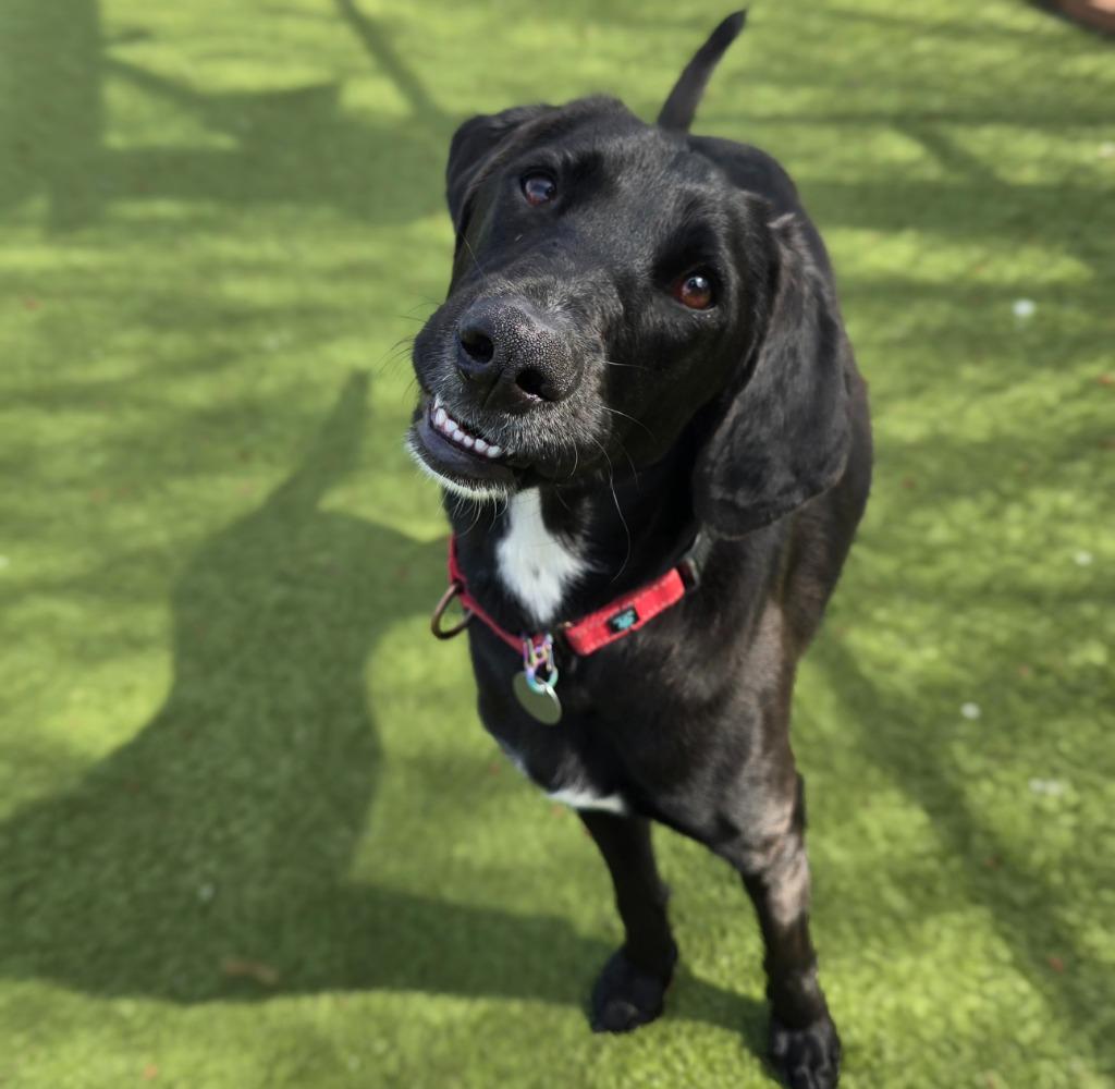 Enlarge Liv, a Adoptable mixed breed in North Syracuse, NY image 5/6