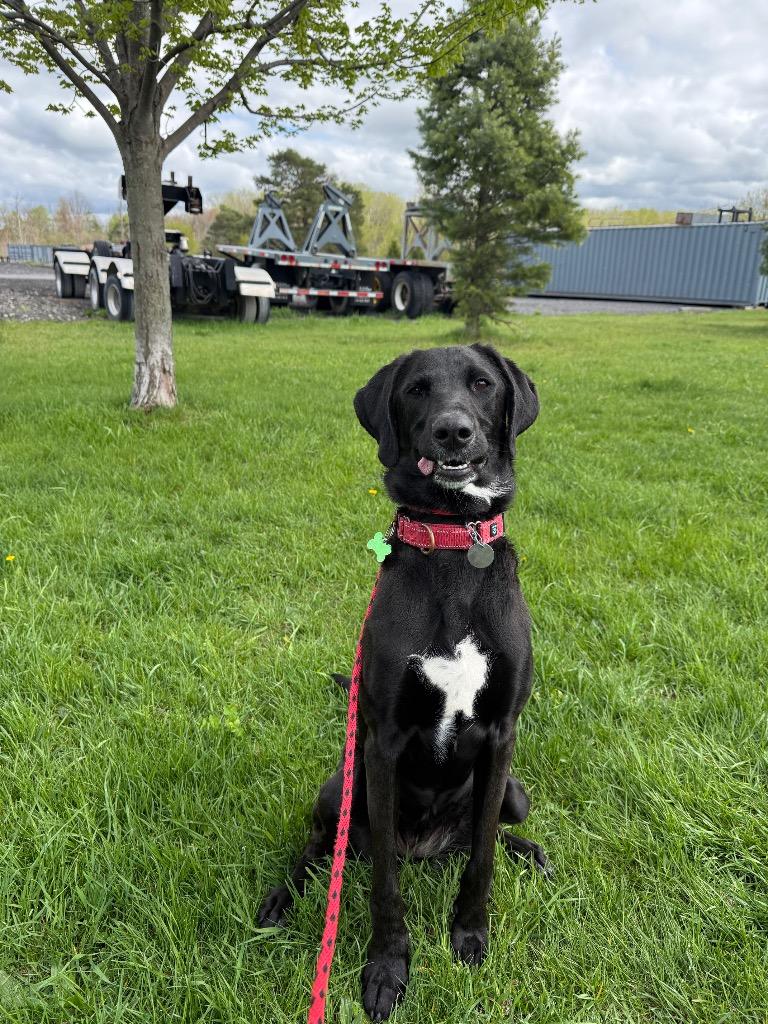 Enlarge Liv, a Adoptable mixed breed in North Syracuse, NY image 6/6