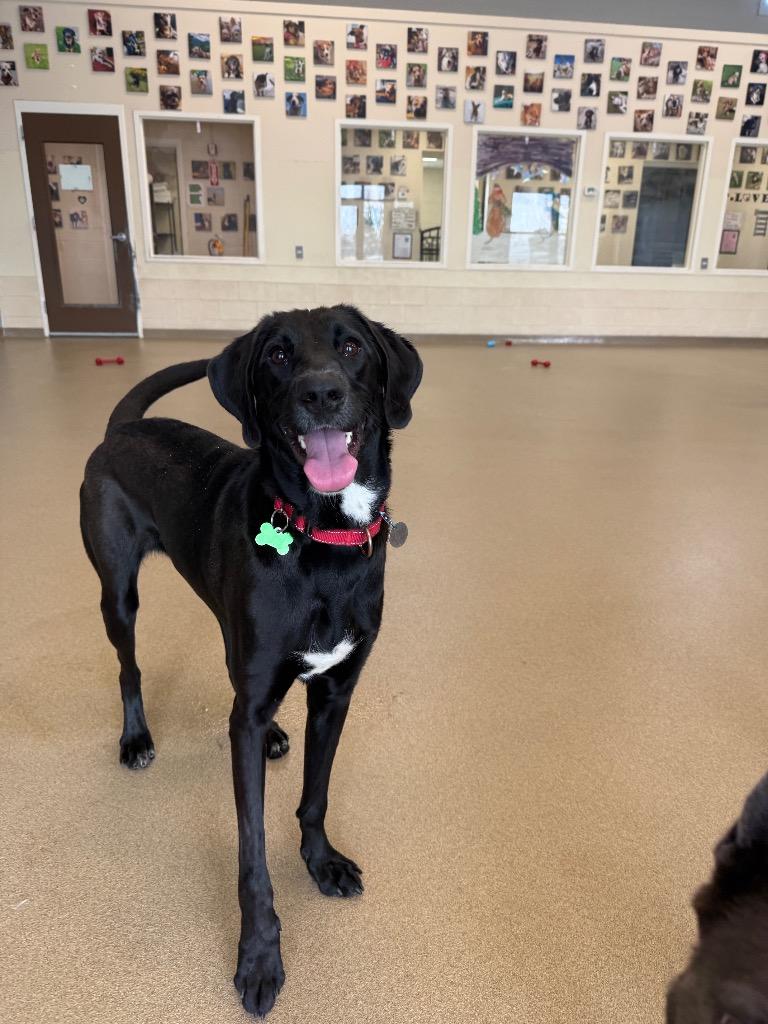 Enlarge Liv, a Adoptable mixed breed in North Syracuse, NY image 6/6