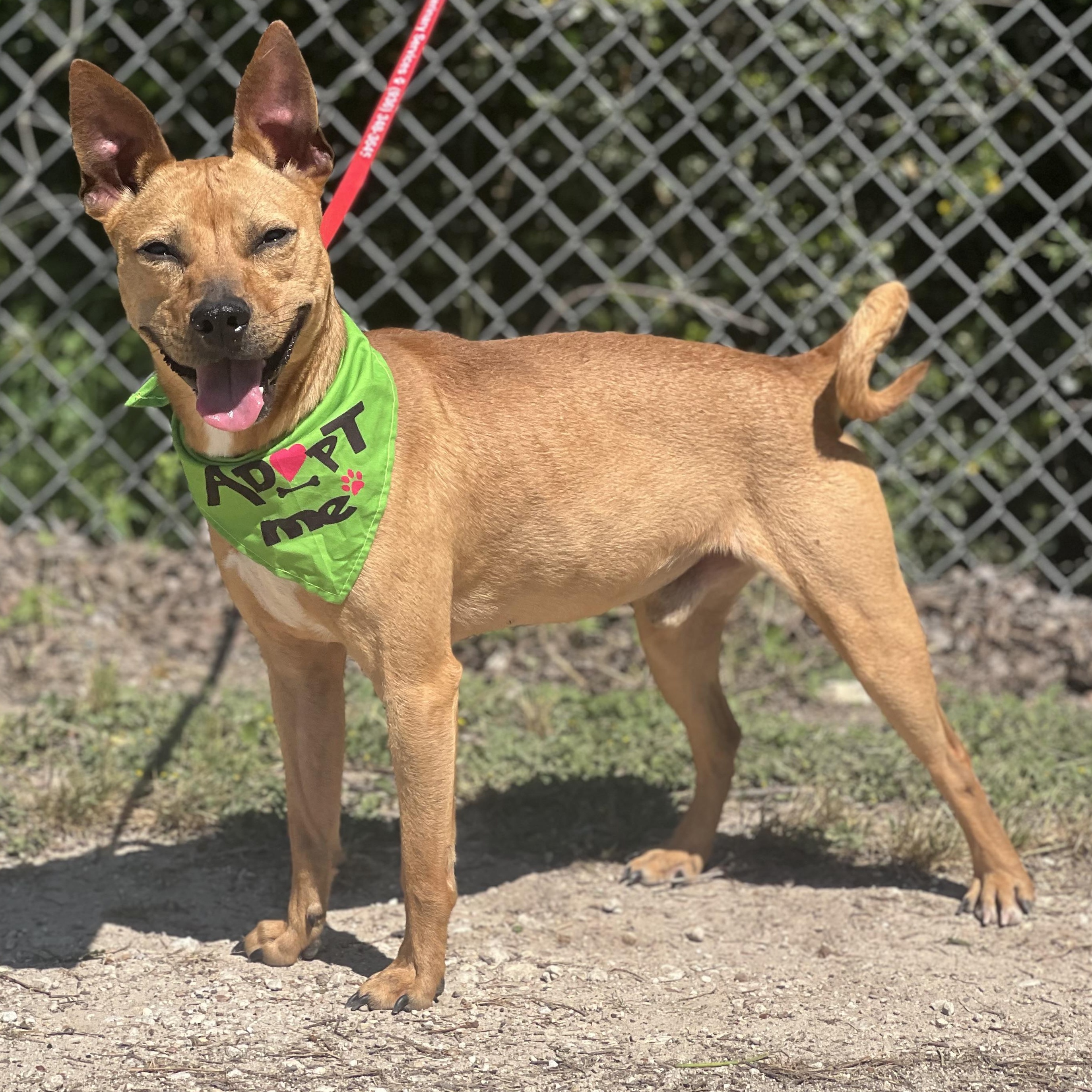Scrappy, ADOPTABLE, Young Male Shiba Inu & Chihuahua.