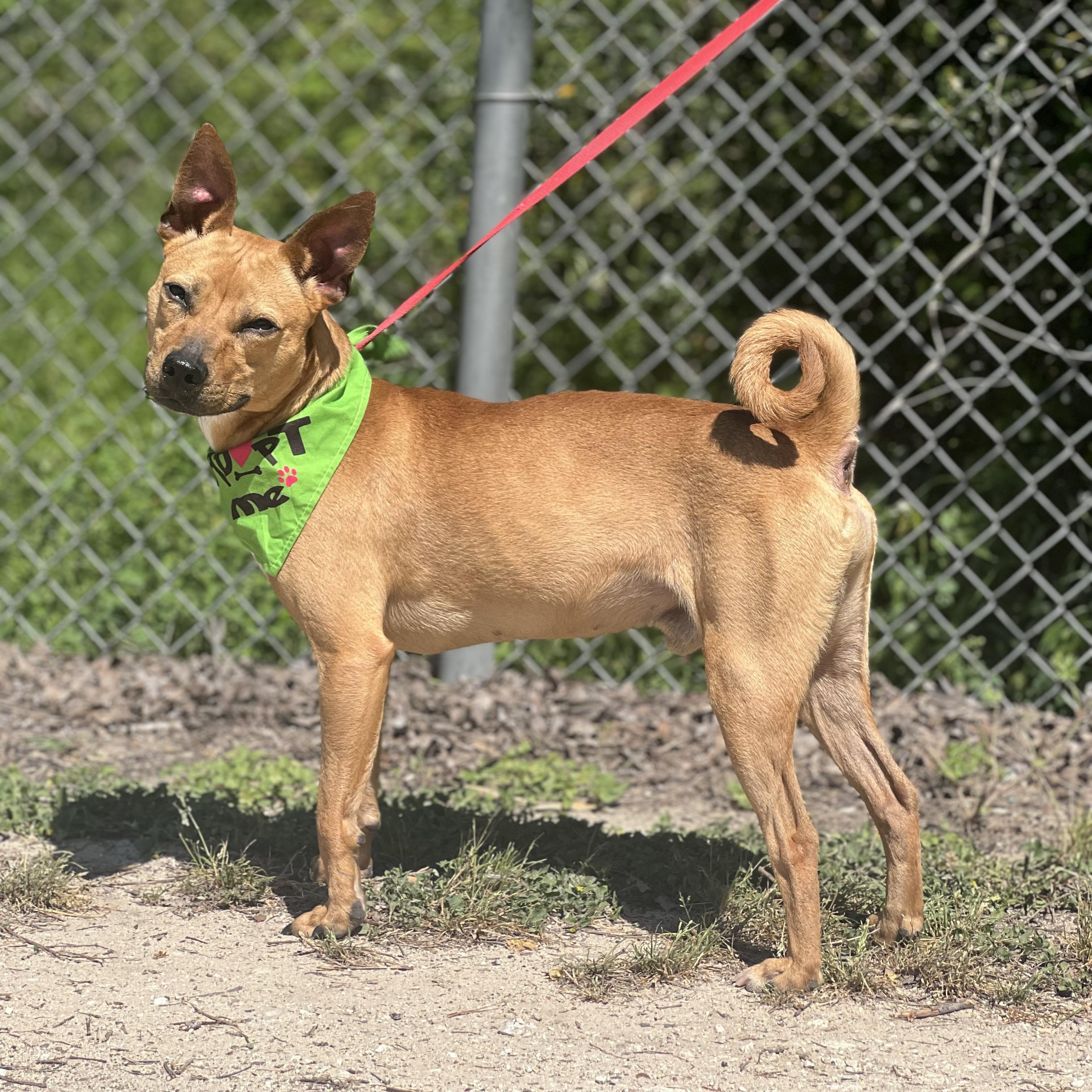 Enlarge Scrappy, a ADOPTABLE mixed breed in Madisonville, TX image 3/5