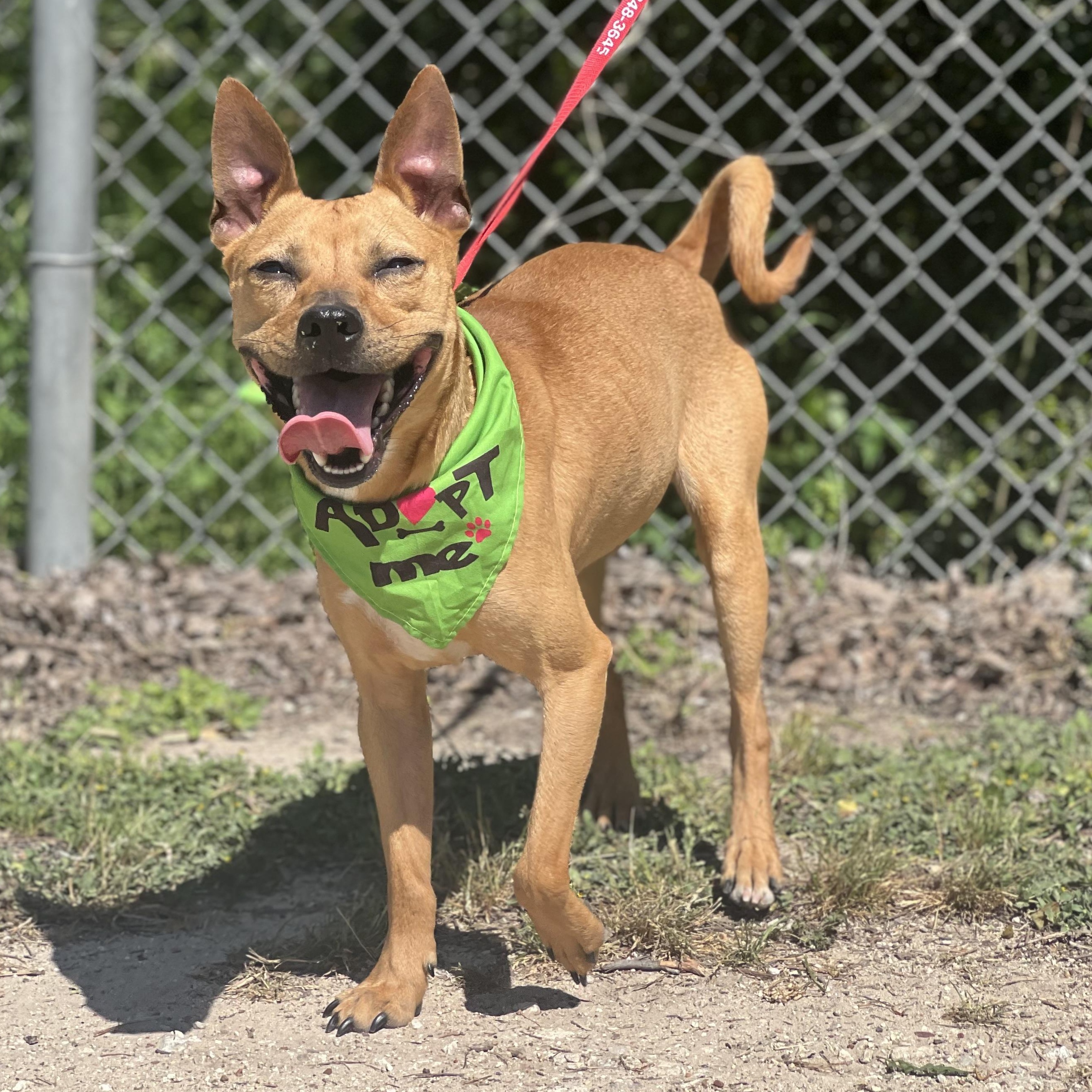 Enlarge Scrappy, a ADOPTABLE mixed breed in Madisonville, TX image 5/5
