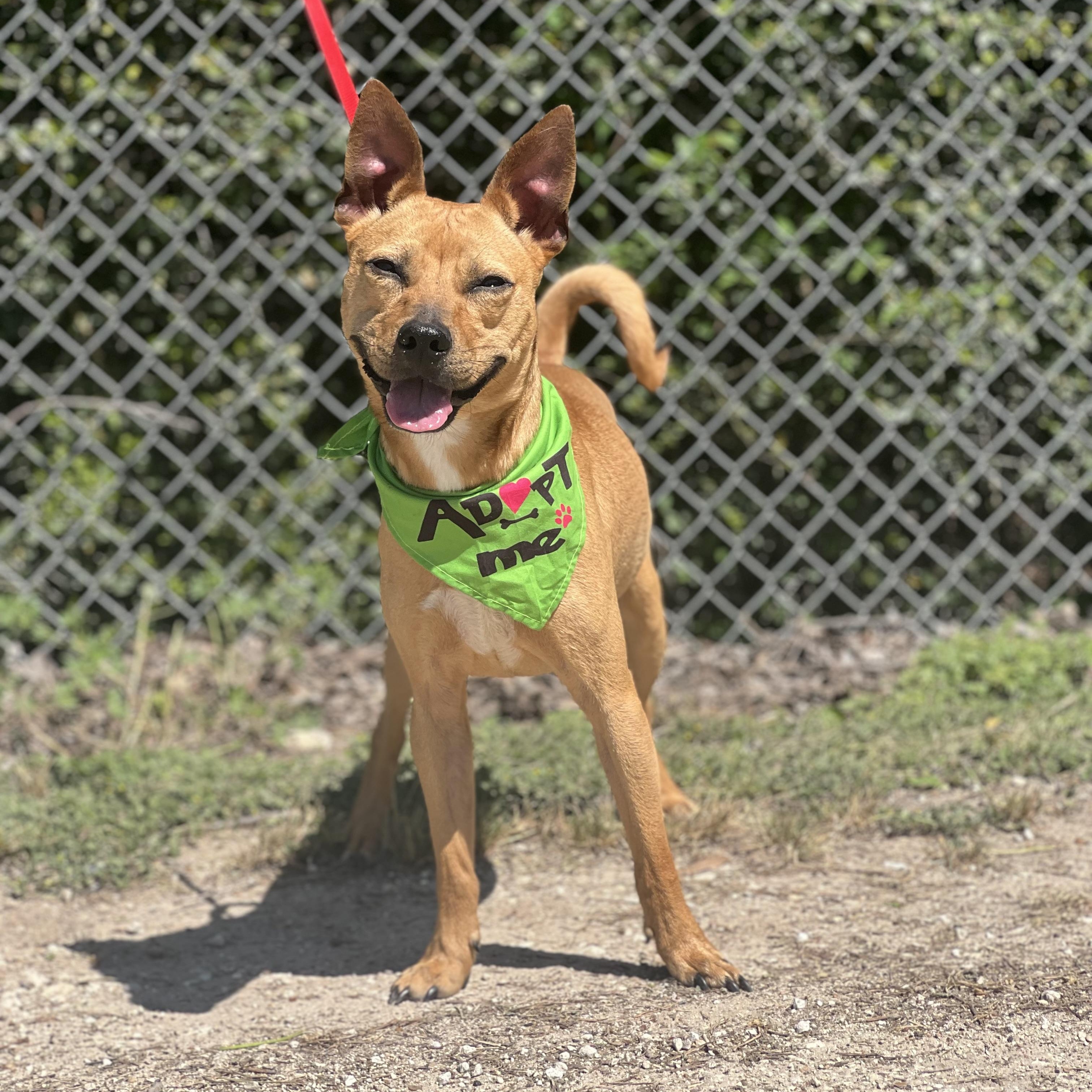 Enlarge Scrappy, a ADOPTABLE mixed breed in Madisonville, TX image 4/5