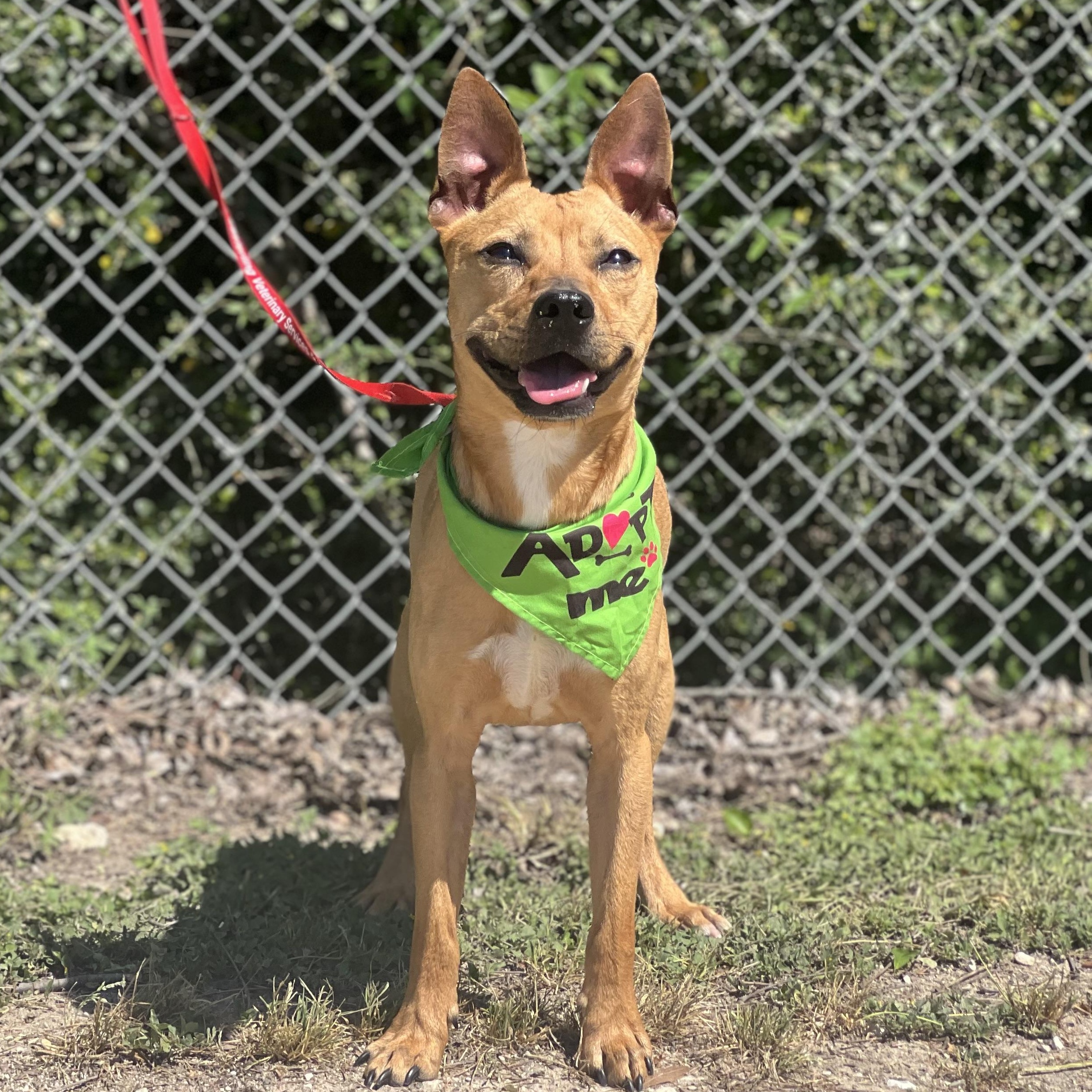 Enlarge Scrappy, a ADOPTABLE mixed breed in Madisonville, TX image 2/5