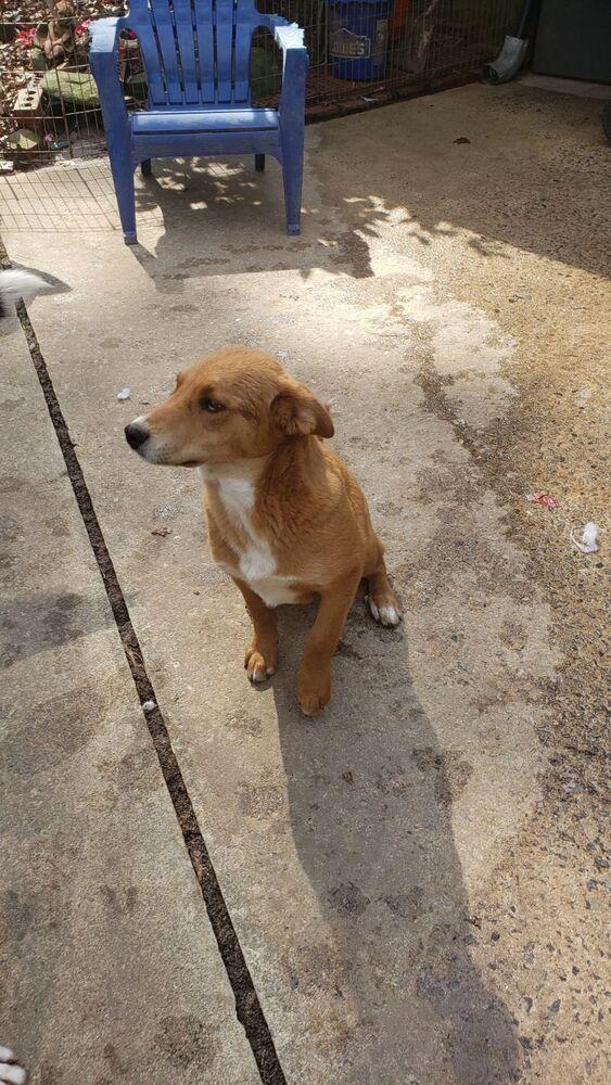 David, a Adoptable mixed breed in Douglasville, GA image 2/5