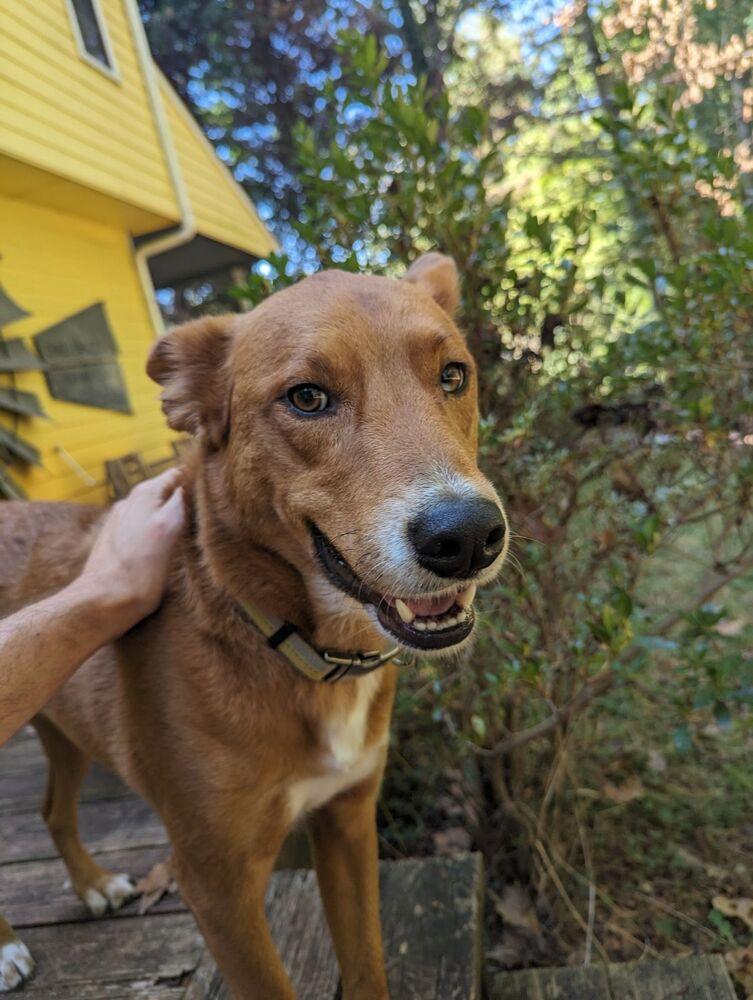 David, a Adoptable mixed breed in Douglasville, GA image 3/5