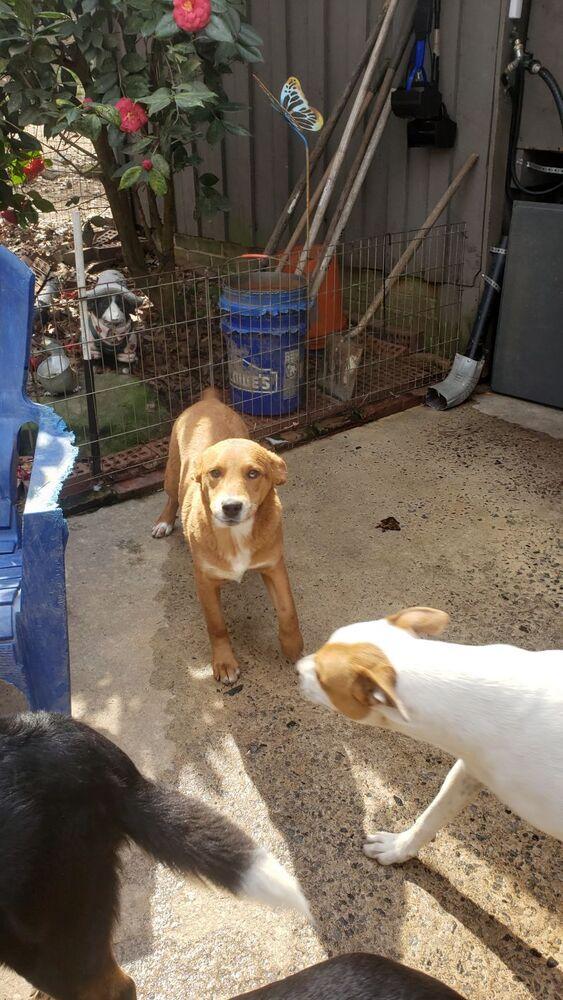 David, a Adoptable mixed breed in Douglasville, GA image 4/5