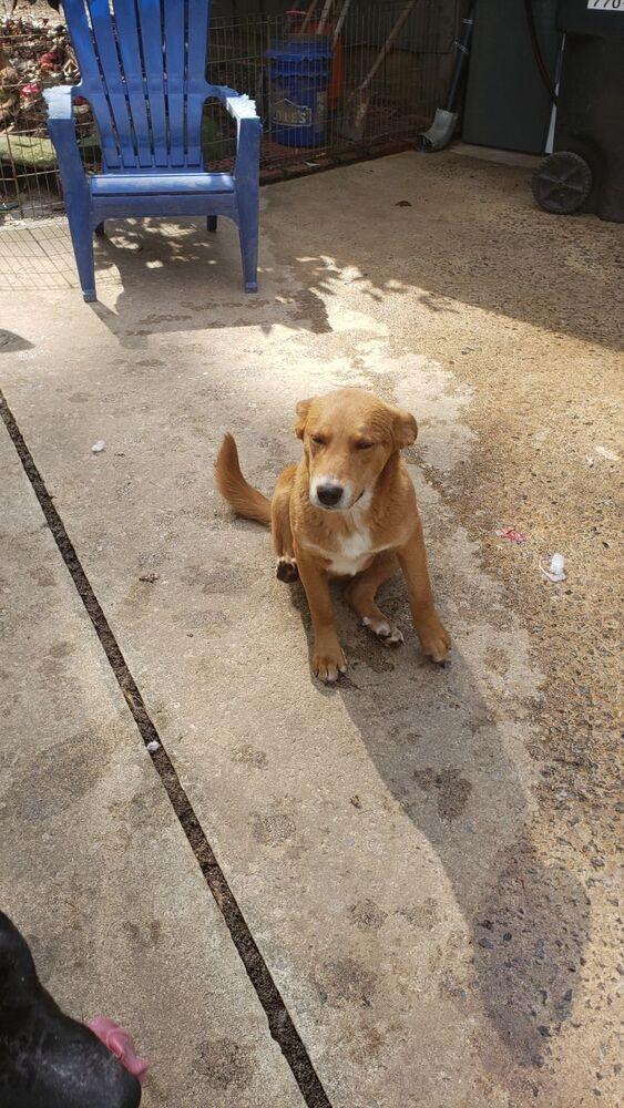 David, a Adoptable mixed breed in Douglasville, GA image 5/5