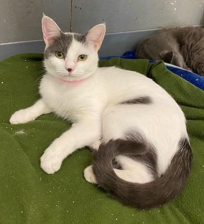 Blair, Adoptable, Adult Female Domestic Short Hair.