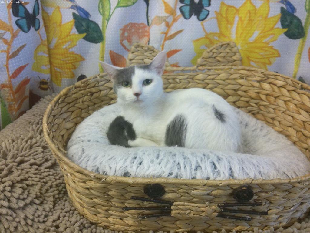 Enlarge Blair, a Adoptable mixed breed in Lemoore, CA image 3/3