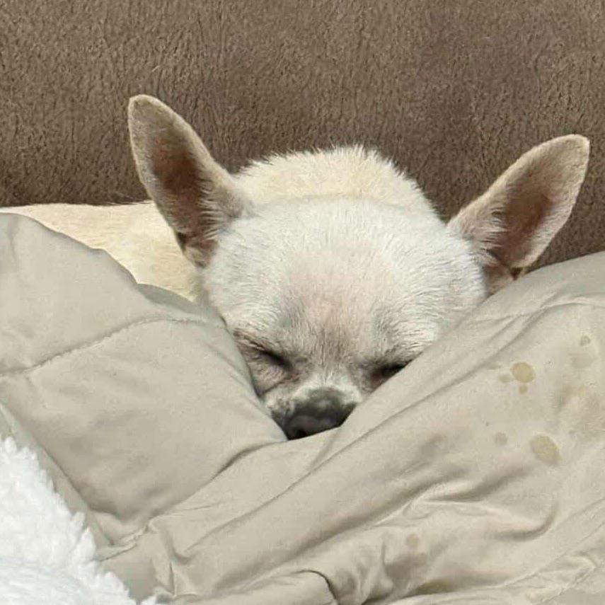 Dominic D9960 — thumbnail 2