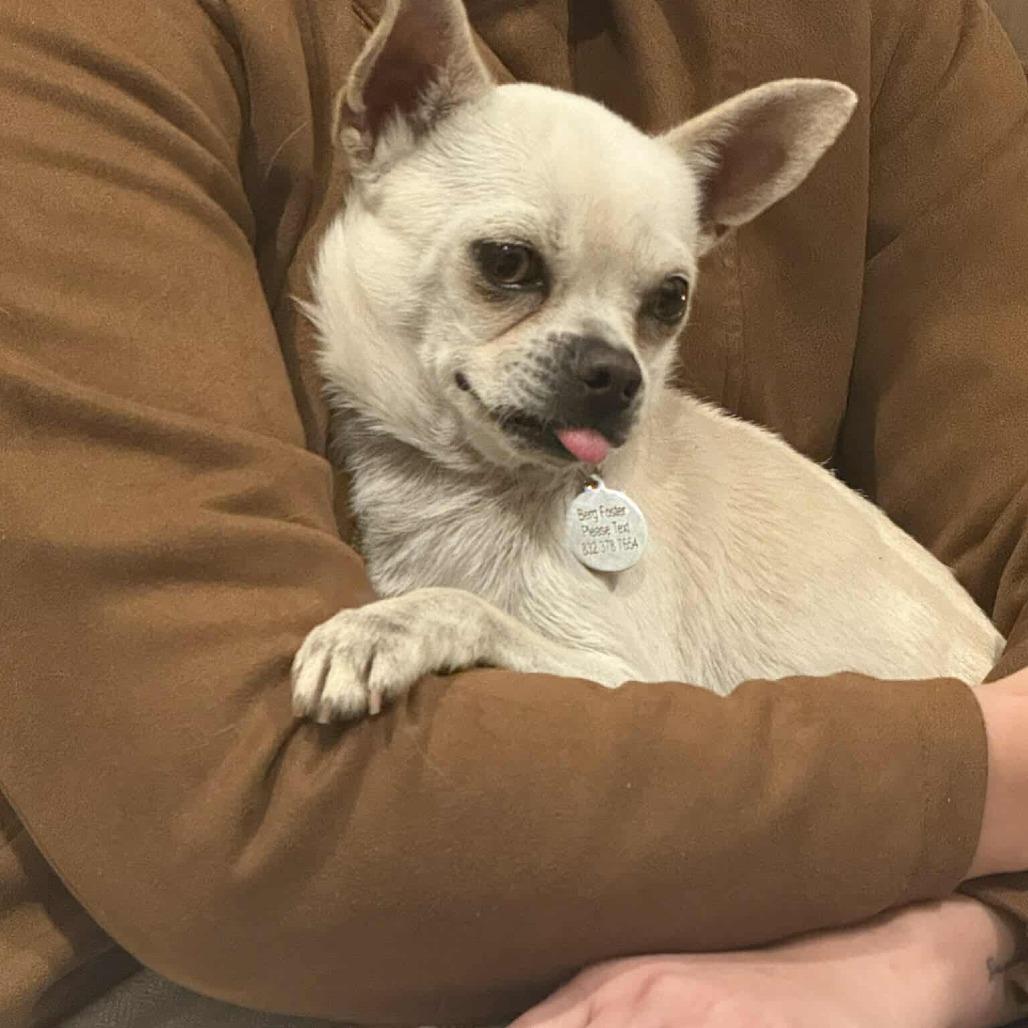 Dominic D9960 — thumbnail 3