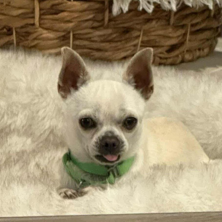 Dominic D9960 — thumbnail 4