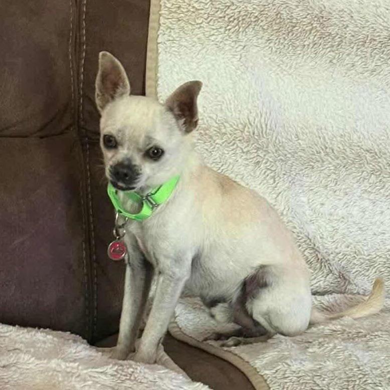 Dominic D9960 — thumbnail 6