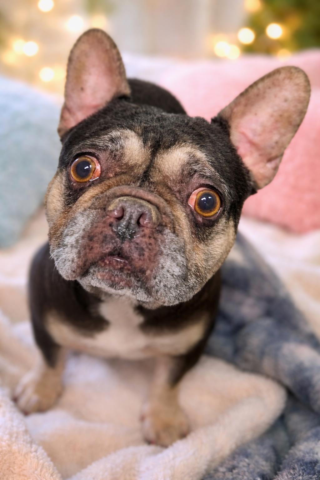Cherie, a ADOPTABLE French Bulldog in Sugar Grove, IL image 2/2