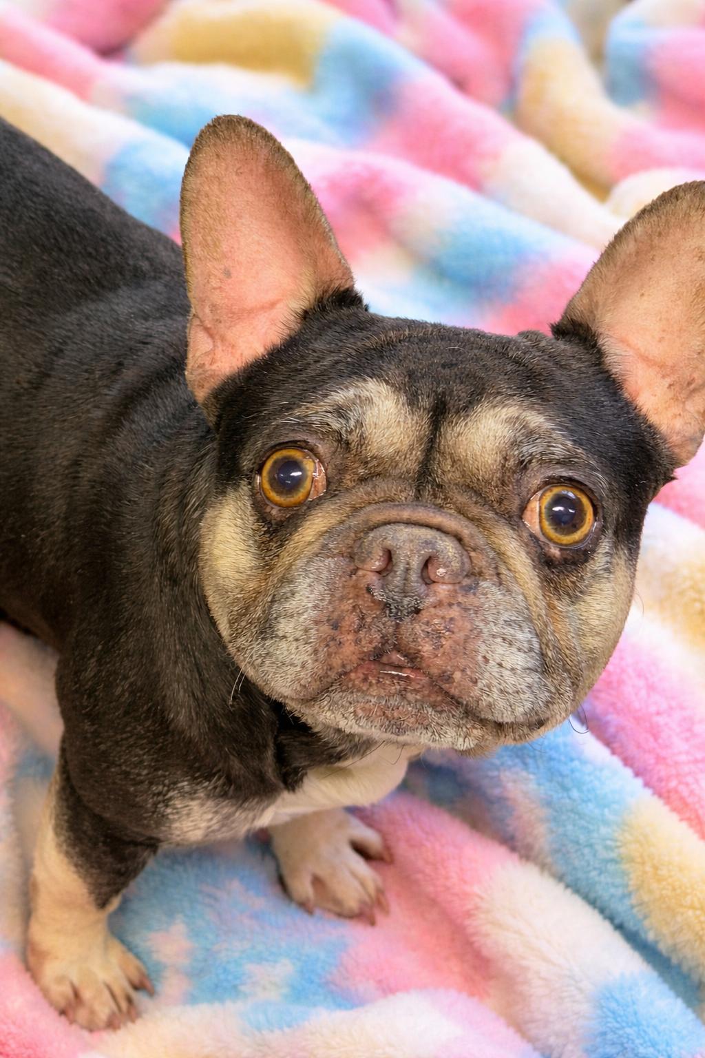 Cherie, ADOPTABLE, Adult Female French Bulldog.