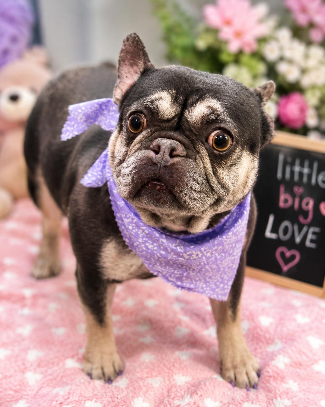 Enlarge Cherie, a ADOPTABLE French Bulldog in Sugar Grove, IL image 1/2