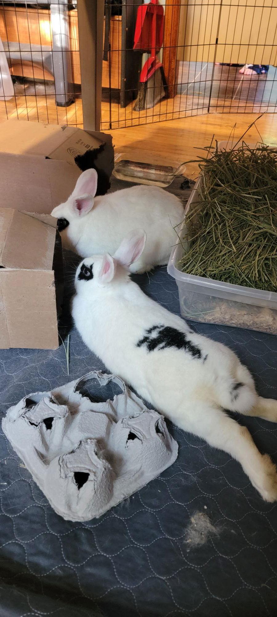 Frank and Red ⭐️, Adoptable, Adult Male English Spot & Holland Lop.