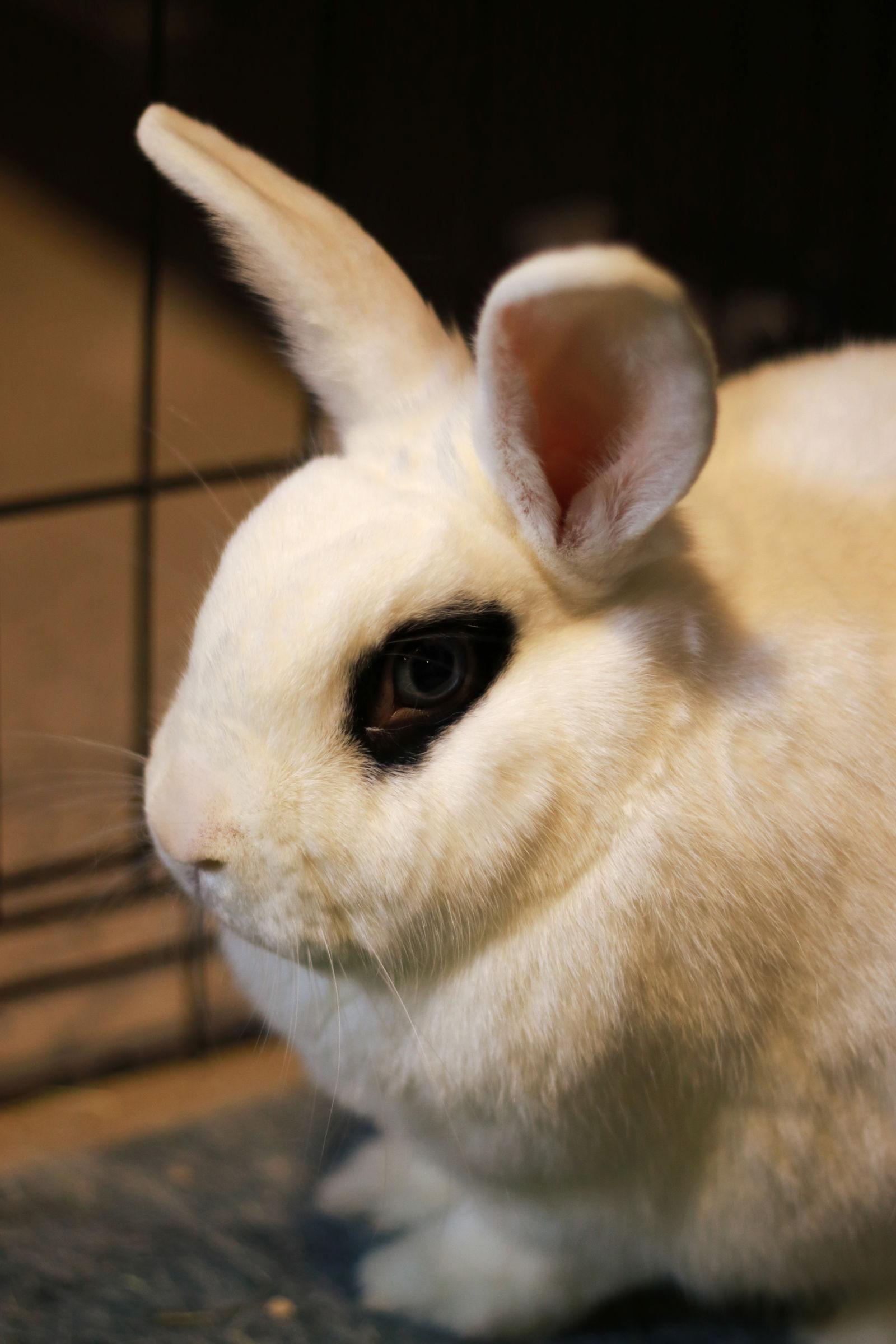 Frank and Red ⭐️, Adoptable, Adult Male English Spot & Holland Lop.