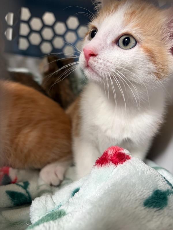 Enlarge Dobbie, a Adopted mixed breed in Boone, IA image 1/1