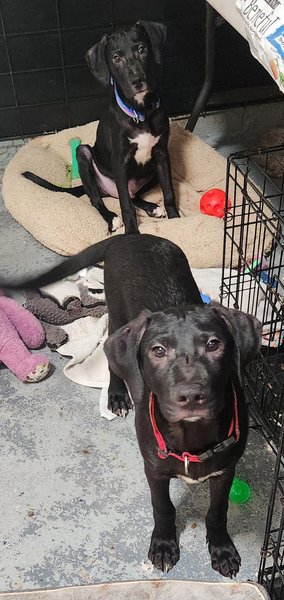 AMIR, Adopted, Puppy Male Black Labrador Retriever & Labrador Retriever.