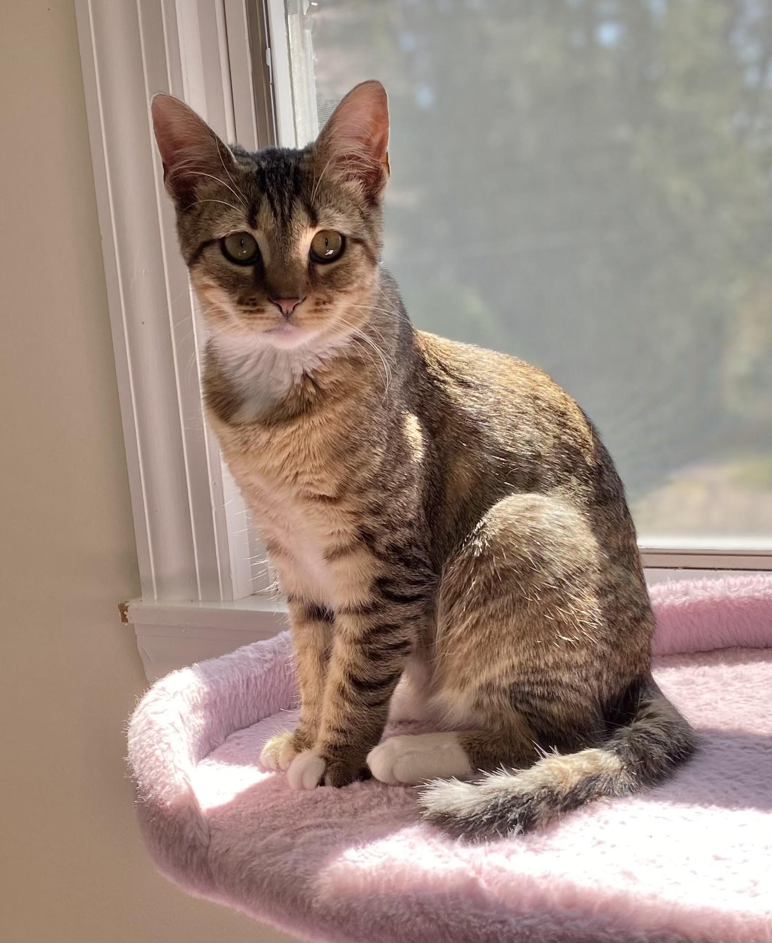 Enlarge Fig, a ADOPTABLE mixed breed in Allentown, NJ image 2/3