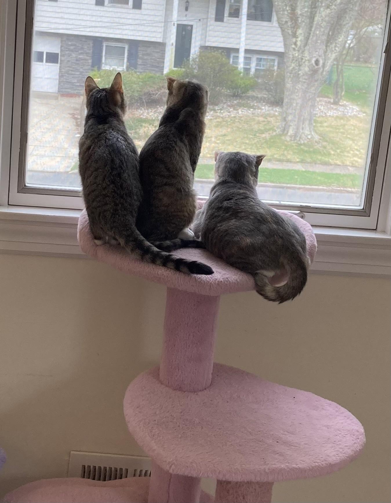 Enlarge Fig, a ADOPTABLE mixed breed in Allentown, NJ image 3/3