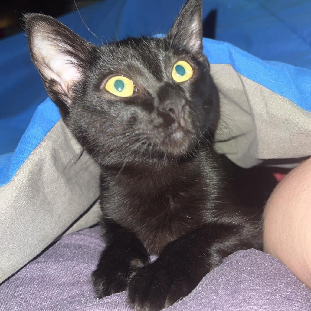 Benji Benet, Adoptable, Young Male Domestic Short Hair.