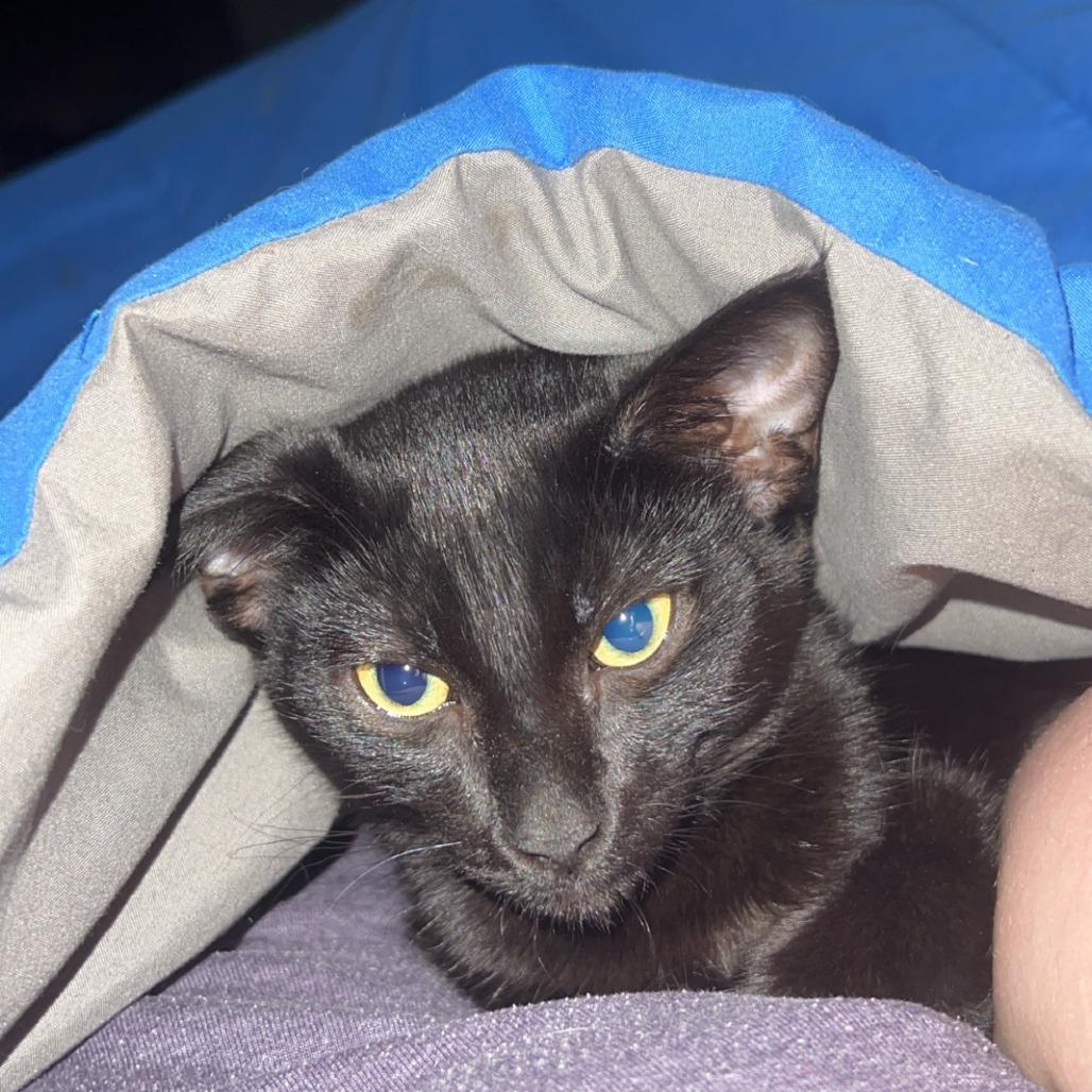 Enlarge Benji Benet, a Adoptable Domestic Short Hair in Houston, TX image 2/2