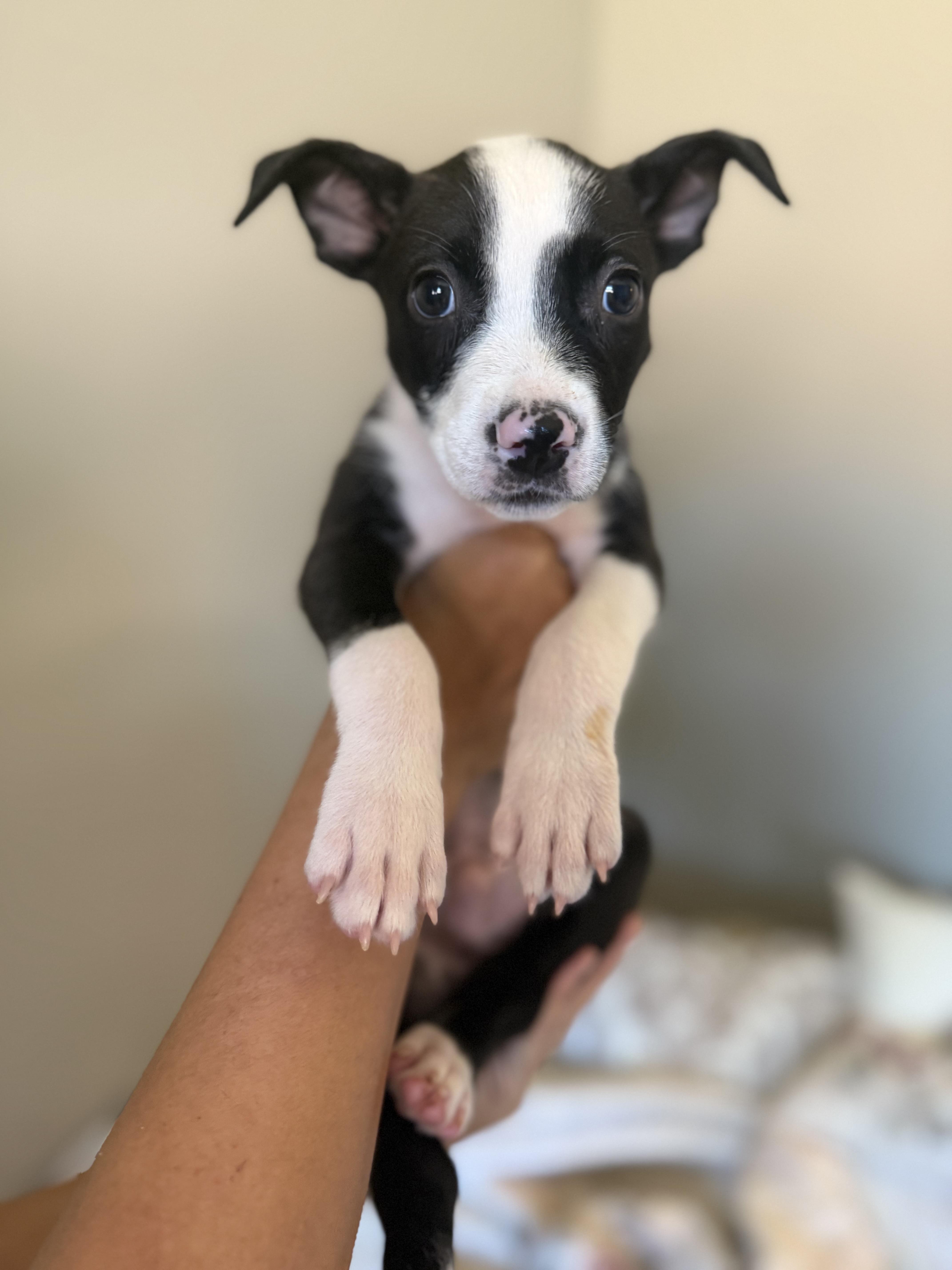 Enlarge Charlie, a Adoptable mixed breed in Buena Park, CA image 3/4